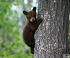 Бурый медвежонок поднимается дерево